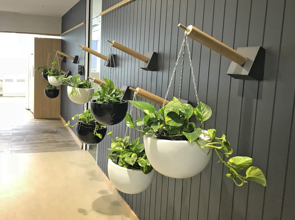 Hanging Pothos plants