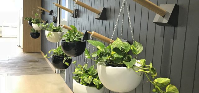 Hanging Pothos plants