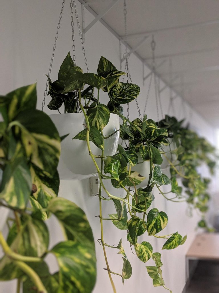 Pothos Hanging Office Open Plan