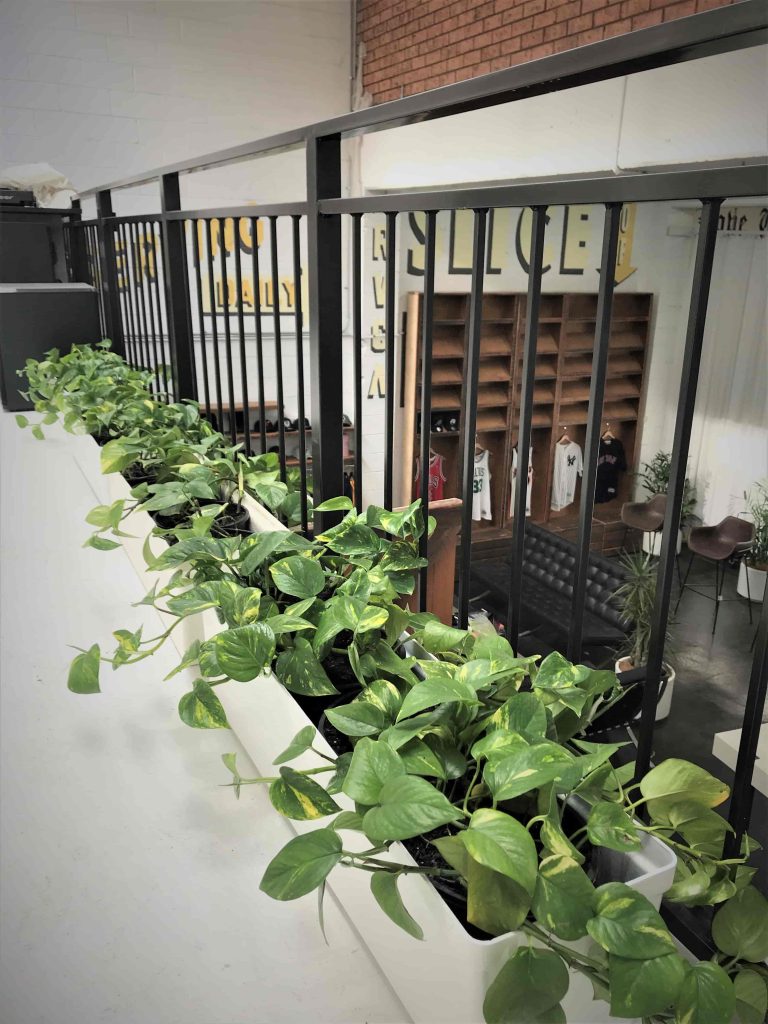 Pothos Trailing showroom display