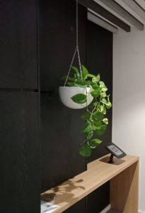 Pothos in Corrinda bowl hanging