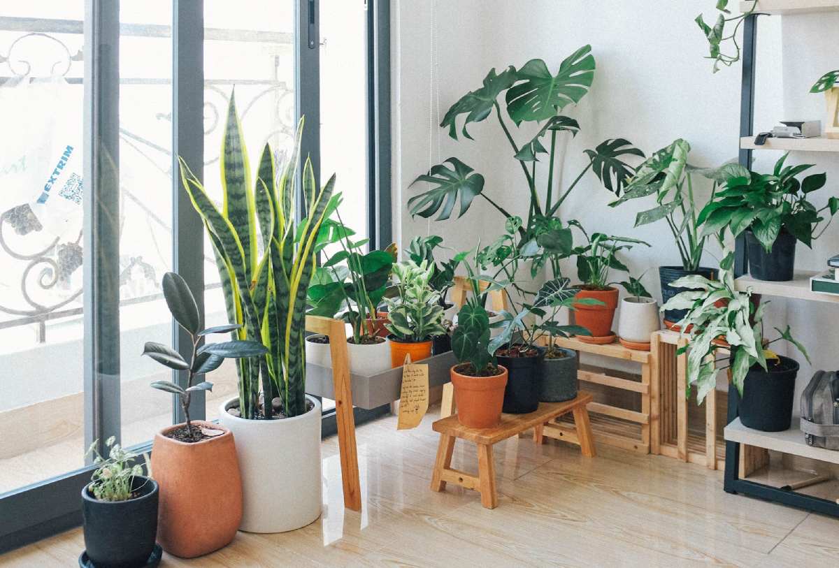 The Best Feng Shui Plants for Offices | The Plant Man