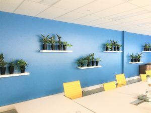Indoor plant wall hire