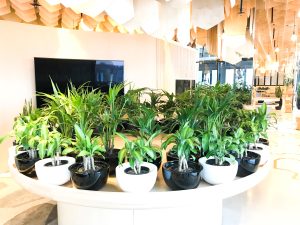 happy plant kentia palm