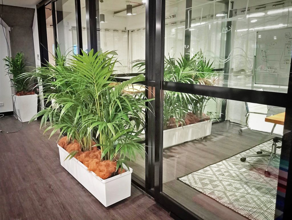 screening office indoor plants