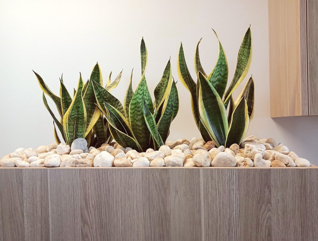 Sanseveria office indoor plants