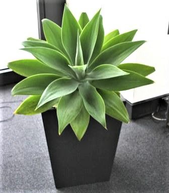 Agave floor plant wedge office space