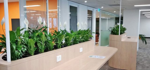 peace lily workspace breakout area