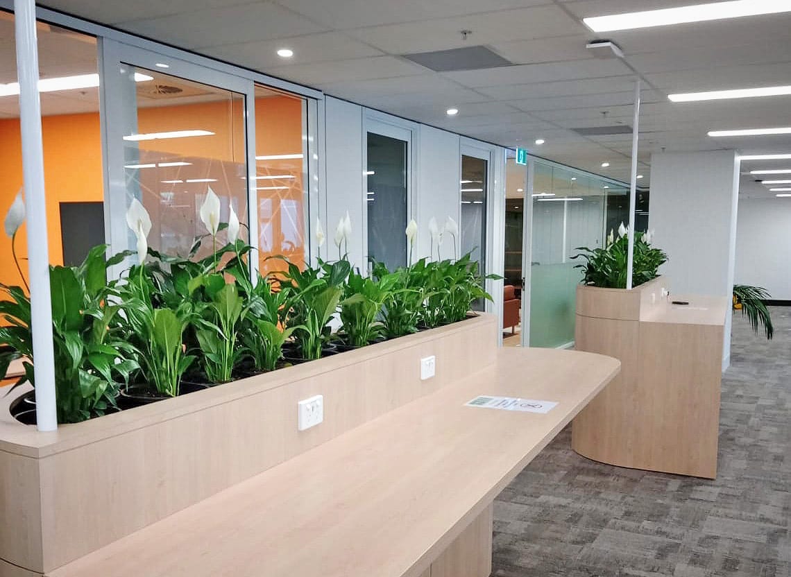 peace lily workspace breakout area