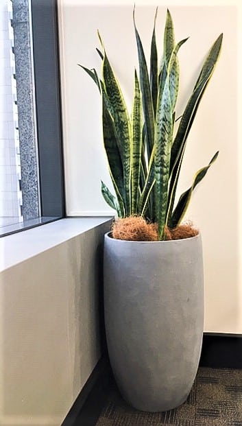 Sanseveria concrete cone shaped