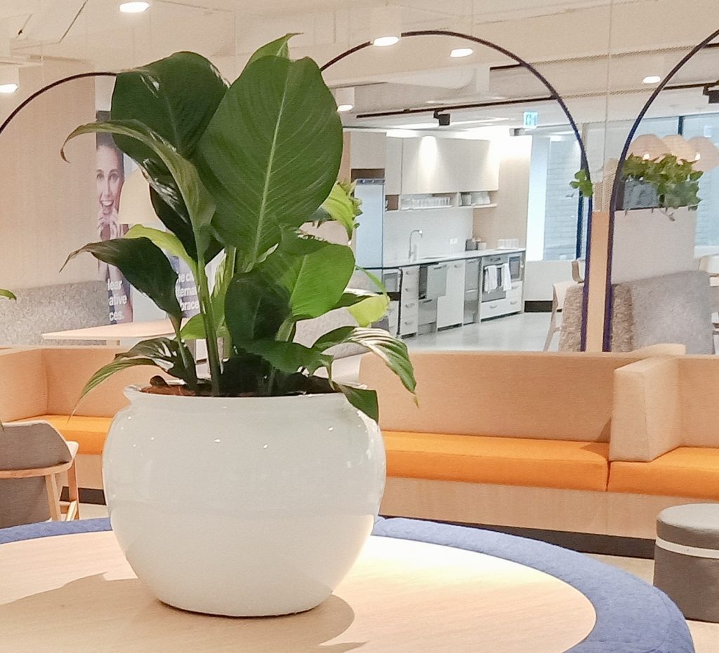 Spathiphyllum bowl breakout office space