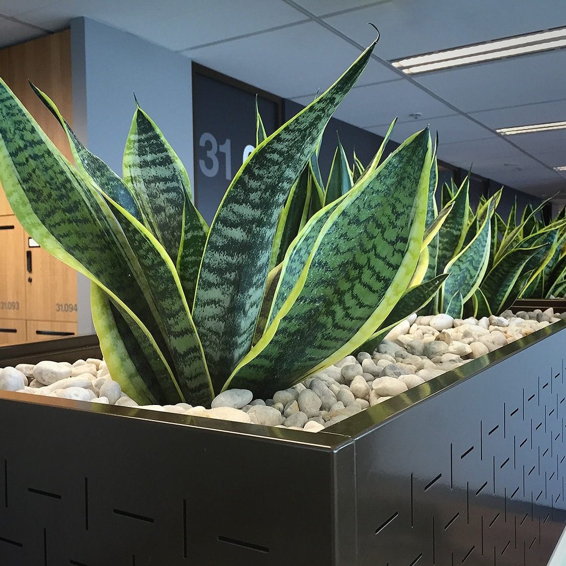 Plants & Humidity: A Guide | The Plant Man