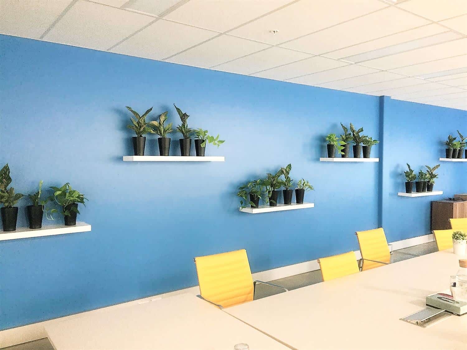 Aglaonema plants on floating shelves