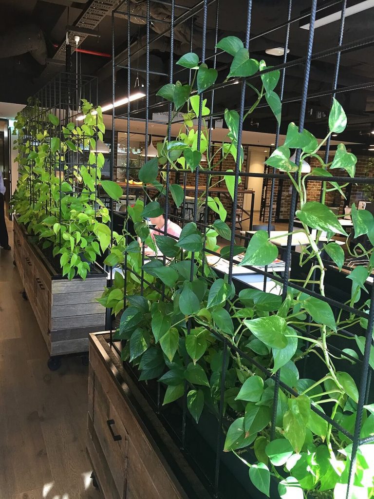 Pothos plants on climbing cage wall