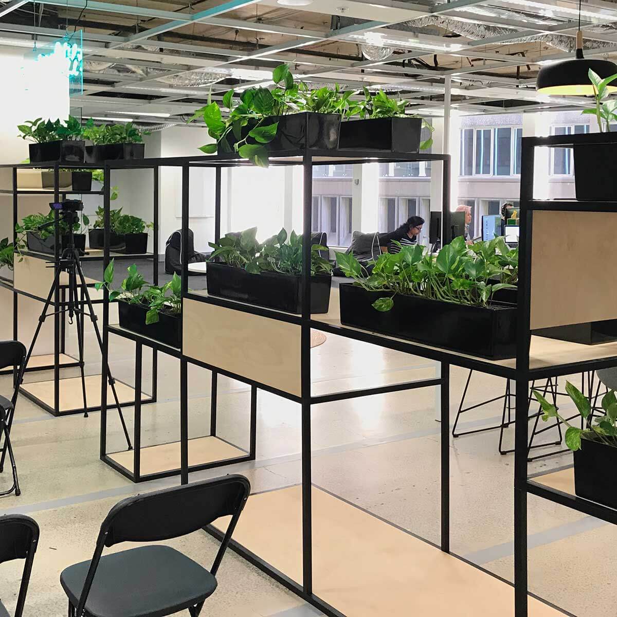 Pothos plants on shelving unit