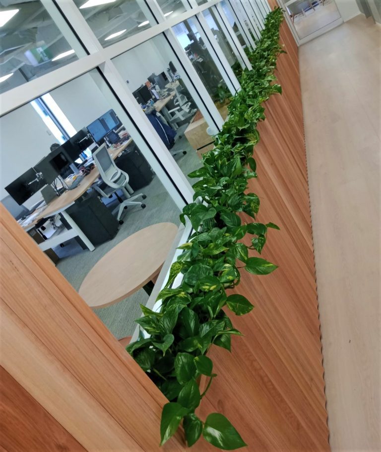 Interior Plant Maintenance Services Sydney The Plant Man