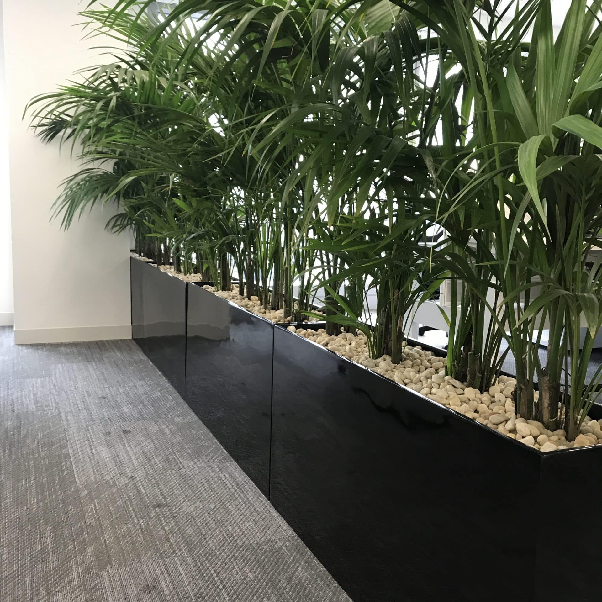 How Plants Can Block Noise And Absorb Sound | The Plant Man