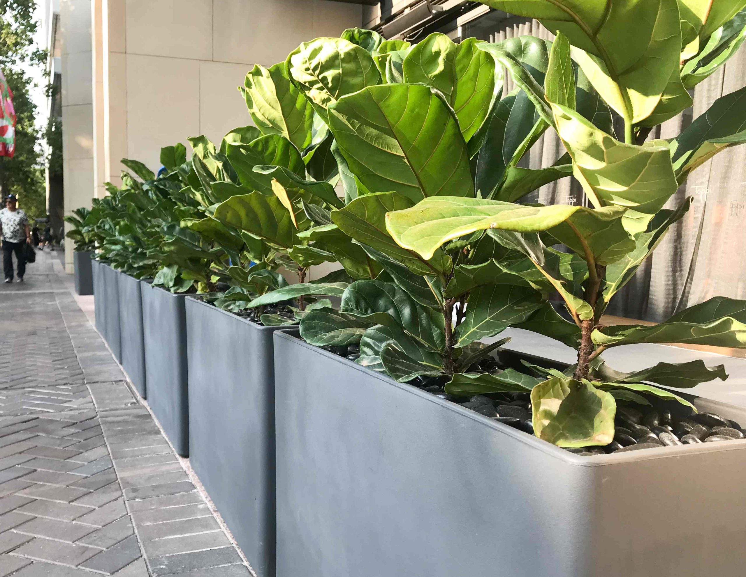 ficus planter box